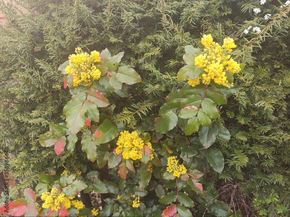 Waldblume