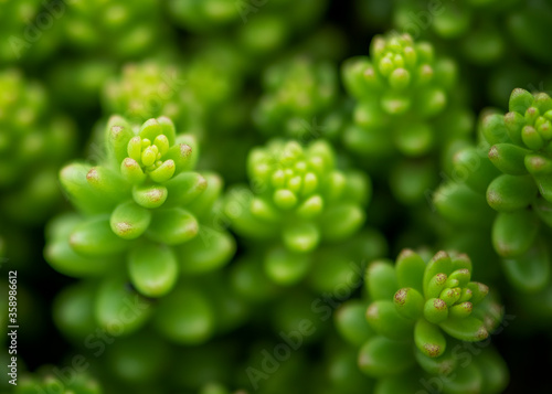 close up of green succulent
