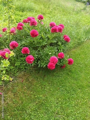Obraz na płótnie Rosen w salonie