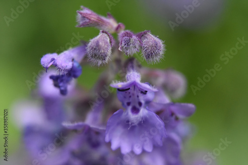 Gorgeous Flowering Purple Catmint Flower Blossom Macro photo