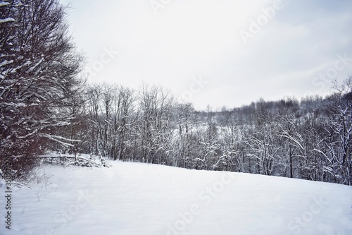 winter in forest. snowy trees in cold season