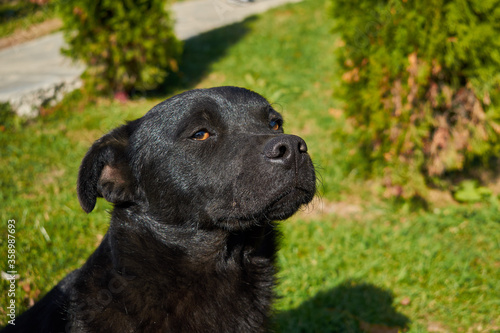 Wallpaper Mural portrait of a black dog Torontodigital.ca