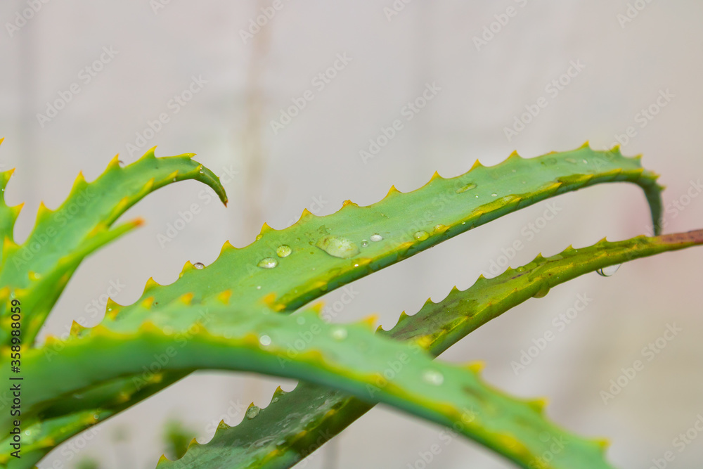 Naklejka premium Close Up of Aloe Vera/Babosa Medicinal Plant With Water Drops
