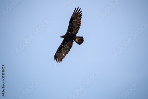 View of a launching, flying sea eagle against a forest and mountain background with blue sky