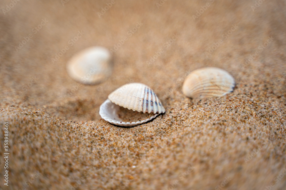 Close up of shells on sand shore with blurred sea background Close up of shells on sand shore with blurred sea background