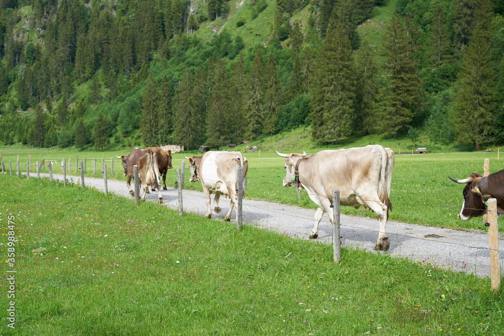 Cow herd in a valley comming down from the mountain in bavaria