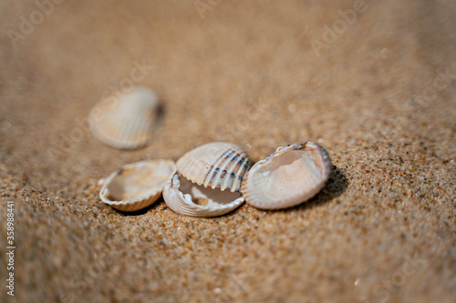 Close up of shells on sand shore with blurred sea background