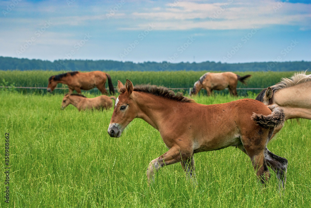 A herd of horses grazes on a farm field. Photographed close-up. A herd of horses grazes on a farm field. Photographed close-up.