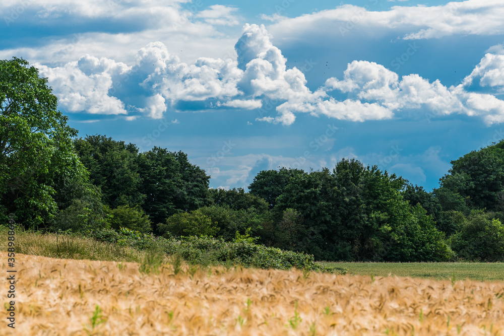 View over a rye field to a grove in front of storm clouds. View over a rye field to a grove in front of storm clouds.
