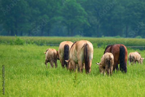 Fototapeta Naklejka Na Ścianę i Meble -  A herd of horses grazes on a farm field. Photographed close-up.