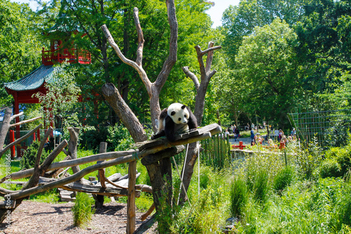 The giant panda, also known as panda bear or simply panda at Berlin Zoo
