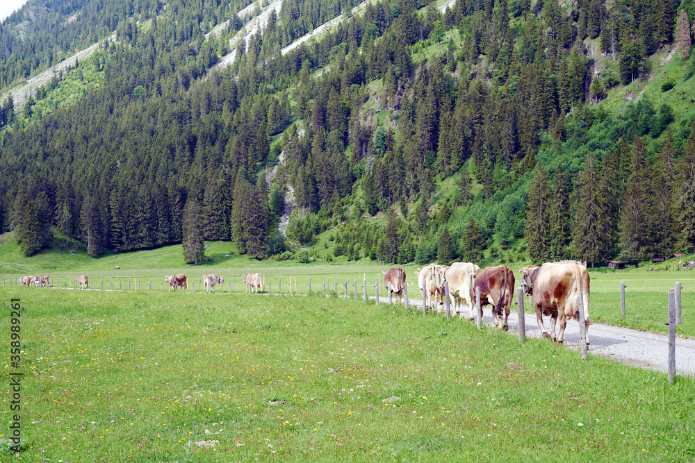 Cow herd in a valley comming down from the mountain in bavaria