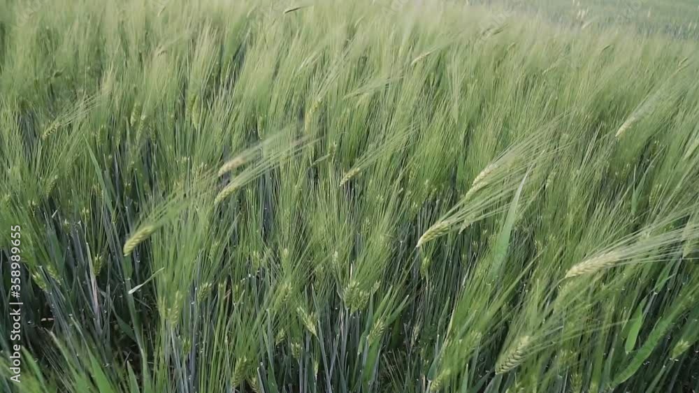 Close up young green wheat swaying in light breeze on farming field Close up young green wheat swaying in light breeze on farming field
