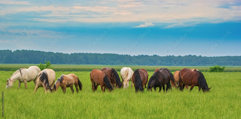 animal, wildlife, mammal, nature, deer, grass, antelope, wild, elk, brown, safari, horns, antlers, meadow, bull, farm, horse, buck, kenya, green, field, wildebeest, moose, animals, topi