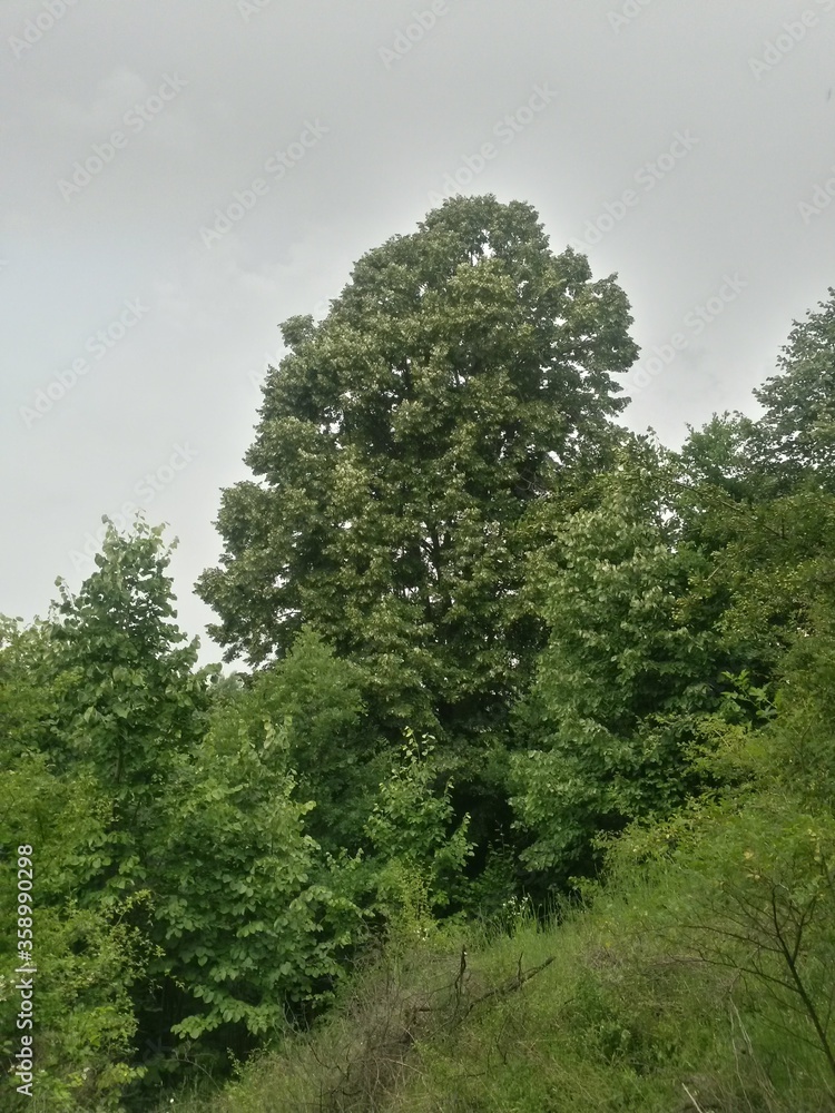 Obraz premium green forest with meadows on summer time