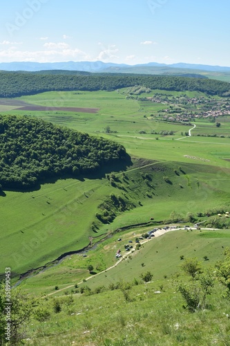 green forest with meadows on summer time