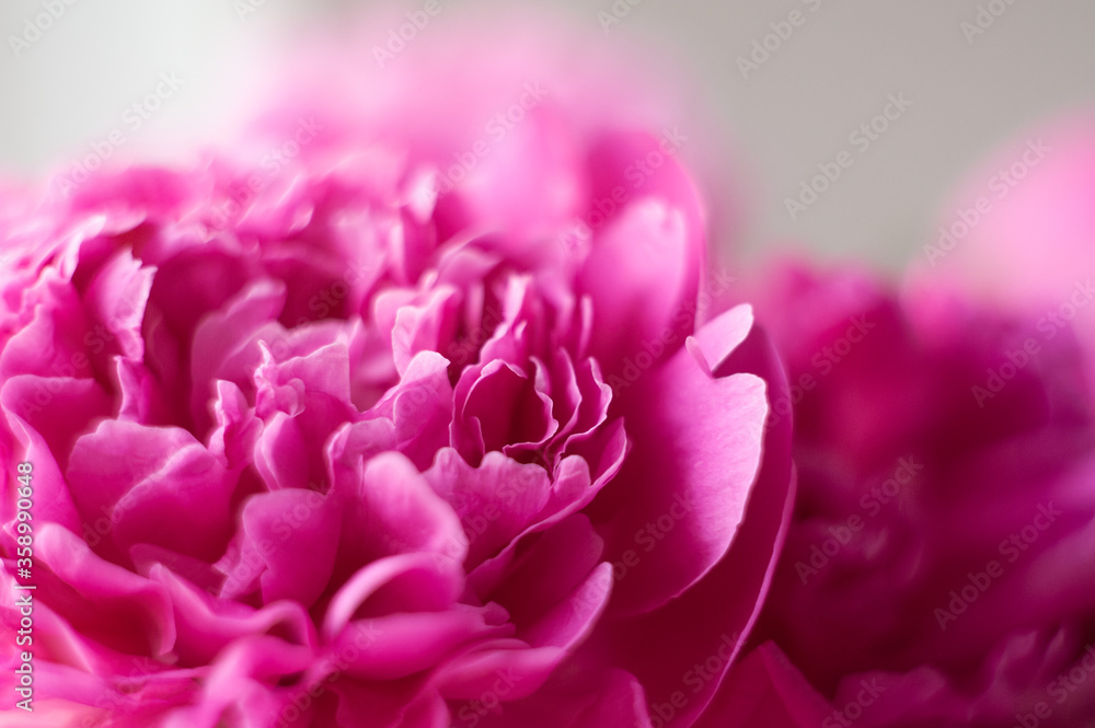 Pink peonies close-up on a white background. Macro photo. Selective focus.