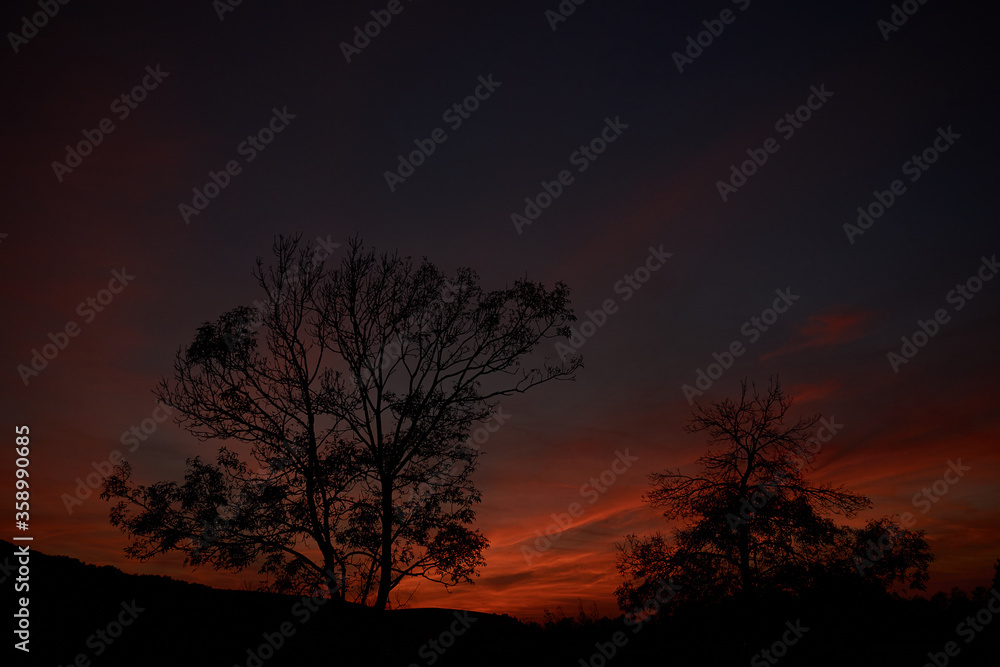 Tree and a colorful sunset