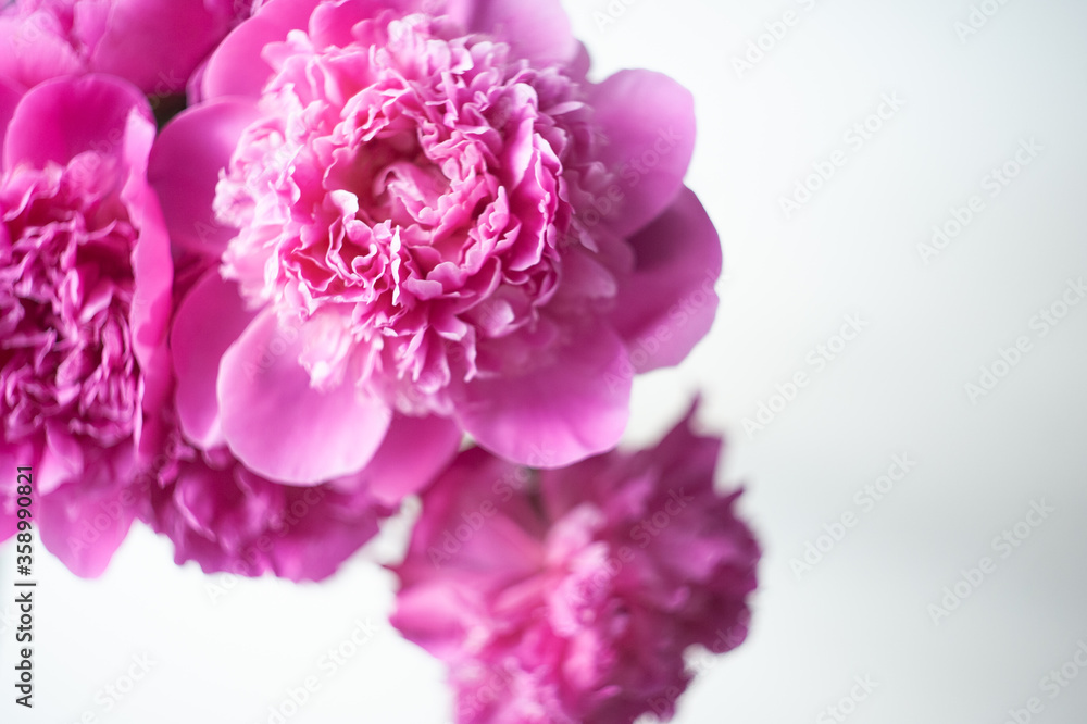 Pink peonies close-up on a white background. Macro photo. Selective focus.