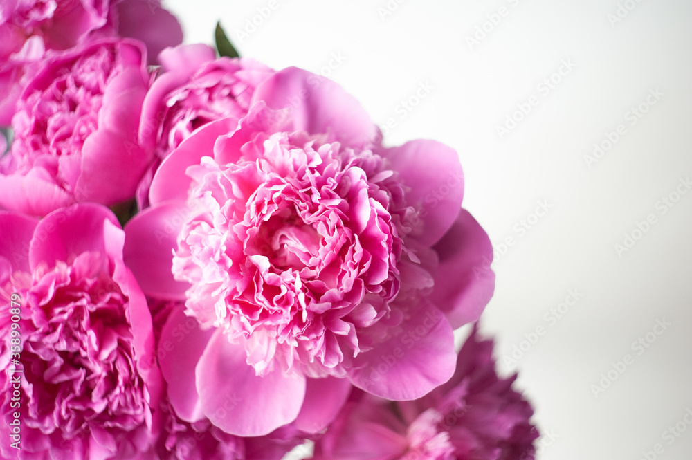 Pink peonies close-up on a white background. Macro photo. Selective focus.