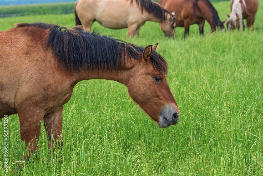 Obraz premium A lone horse grazes on a farm field. Photographed close-up.