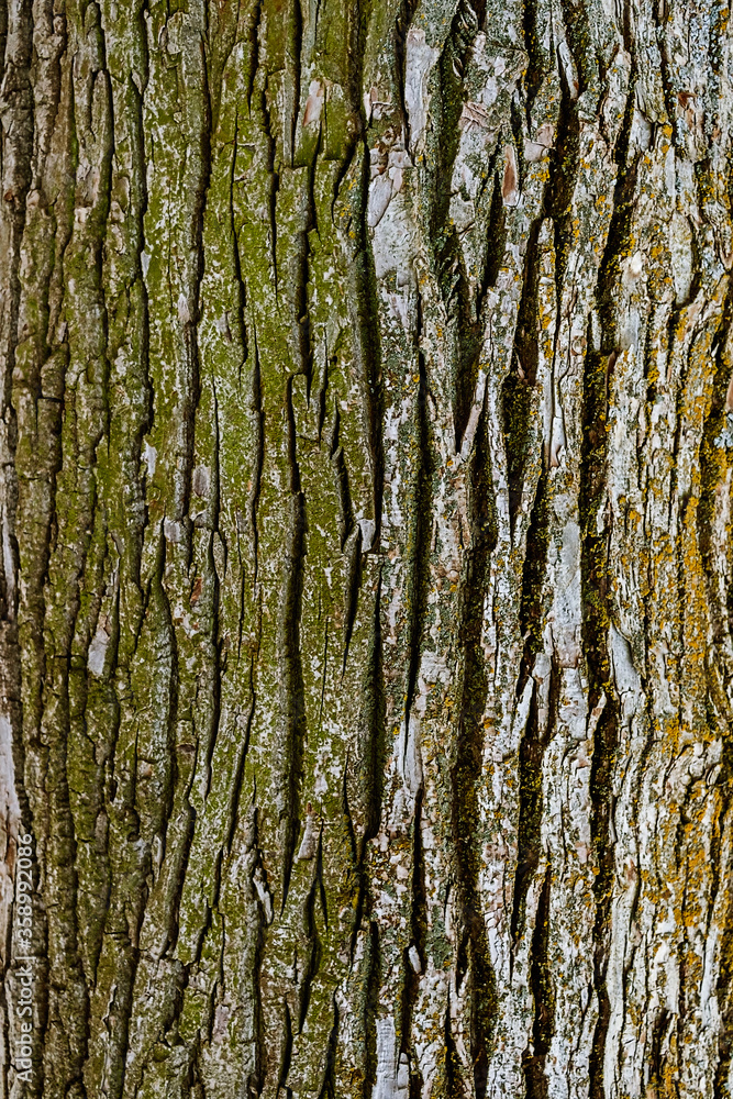 Obraz premium close-up of the rough bark of an tree trunk