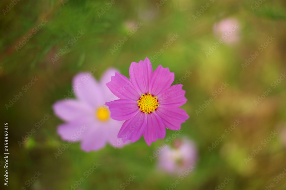 cosmos cosmos
