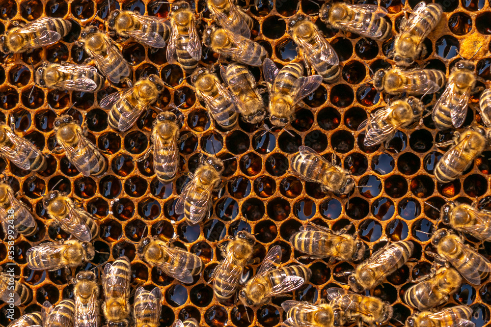 close up of a honeycomb filled with honey bees continuing to bring honey close up of a honeycomb filled with honey bees continuing to bring honey