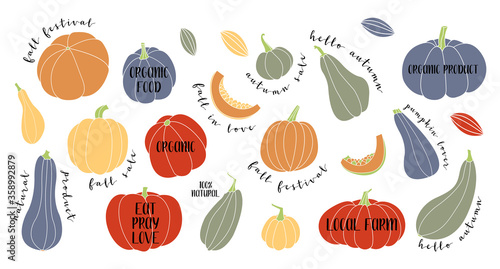 Pumpkin  squash  zucchini  marrow. Various shapes and colors. Perfect for autumn decorative design  thanksgiving and halloween invitation  harvest flyer  logo. Vector flat illustration