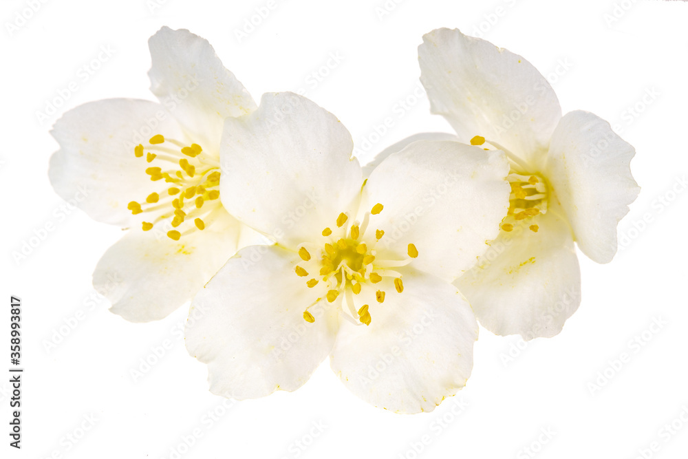 heap of jasmine flowers isolated on white background