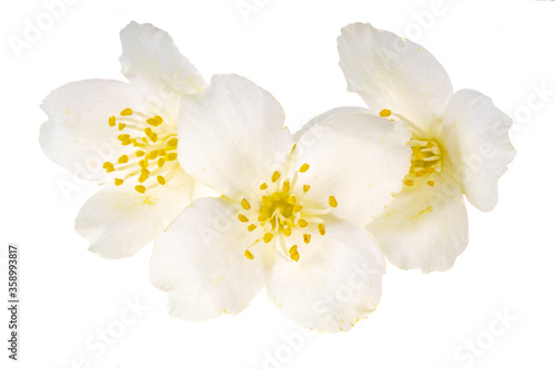 heap of jasmine flowers isolated on white background