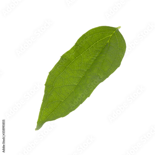 single green leaf of jasmine isolated on white background