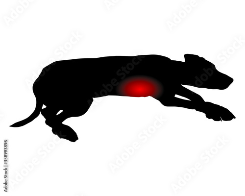 Hund mit Magenschmerzen