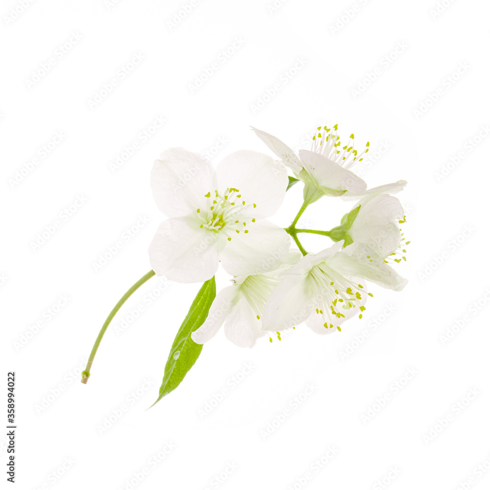 branch of jasmine flowers isolated on white background branch of jasmine flowers isolated on white background