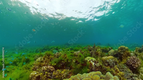 Fototapeta Naklejka Na Ścianę i Meble -  Underwater Scene Coral Reef. Underwater sea fish. Tropical reef marine. Colourful underwater seascape. Panglao, Bohol, Philippines.