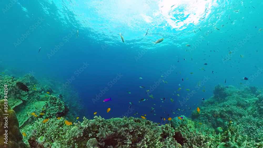 Fototapeta premium Underwater Scene Coral Reef. Underwater sea fish. Tropical reef marine. Colourful underwater seascape. Panglao, Bohol, Philippines.