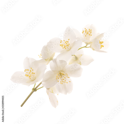 branch of jasmine flowers isolated on white background © lewal2010