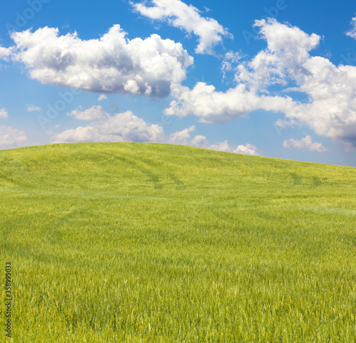 wheat field