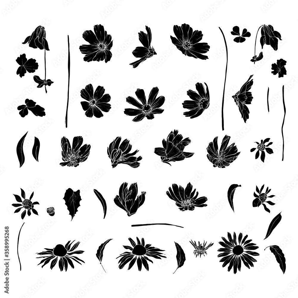 Set of black silhouette wildflowers and leaves. Isolated on white. Cosmos flowers, chicory, echinacea purpurea. Hand drawn. Vector stock illustration.