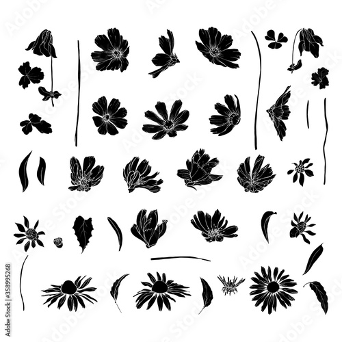 Set of black silhouette wildflowers and leaves. Isolated on white. Cosmos flowers  chicory  echinacea purpurea. Hand drawn. Vector stock illustration.