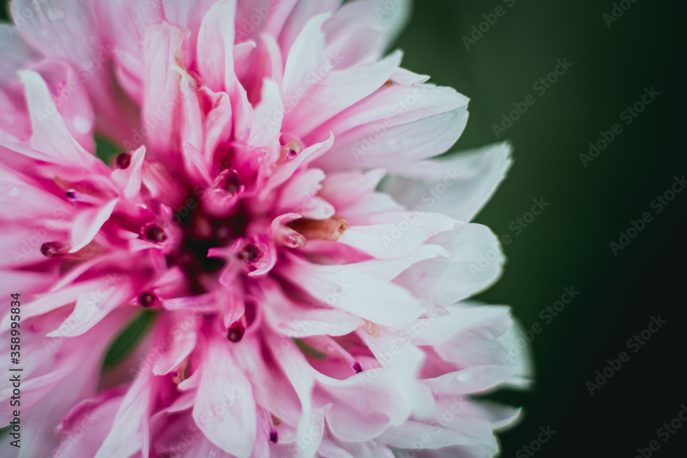 Dahlia ou dahlia pinnata wild - Jolie fleur rose dans le jardin Dahlia ou dahlia pinnata wild - Jolie fleur rose dans le jardin