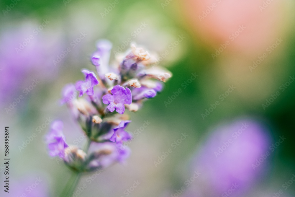 Lavande ou lavandula angustifolia - Plante aromatique médicinale dans le jardin Lavande ou lavandula angustifolia - Plante aromatique médicinale dans le jardin