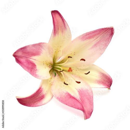 Beautiful delicate pink lily macro isolated on white background. Wedding, bride. Fashionable creative floral composition. Summer, spring. Flat lay, top view. Love. Valentine's Day