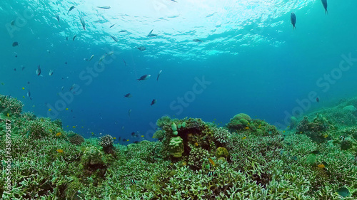 Tropical coral reef and fishes underwater. Hard and soft corals. Underwater video. Panglao, Bohol, Philippines. © Alex Traveler