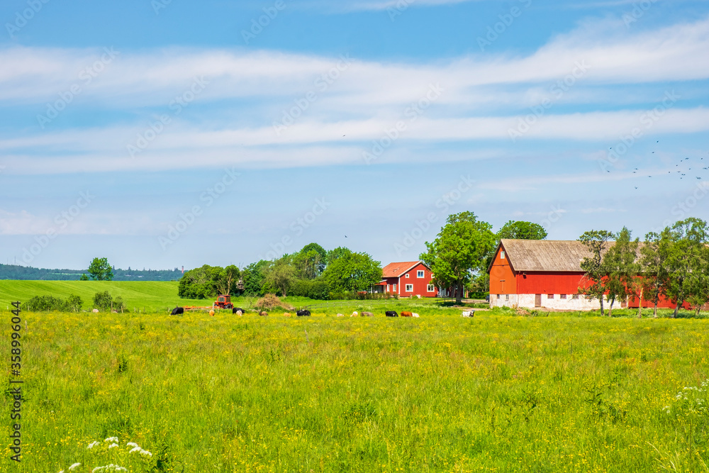 Idyllic farm with cattles on a flower meadow in the summer