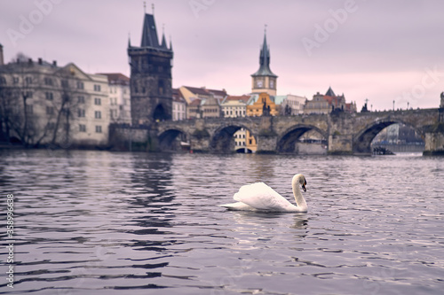 Фотография Swan in the river with Charles Bridge as background in Prague