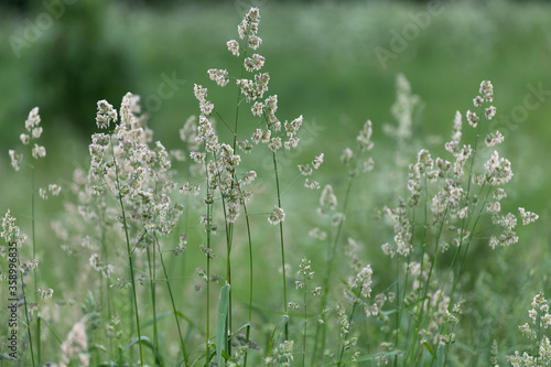 The Beautiful bluegrass meadow grass close up