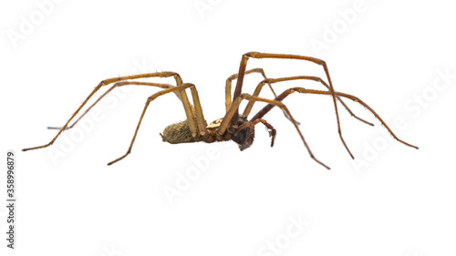 Giant house spider sideview isolated on white background