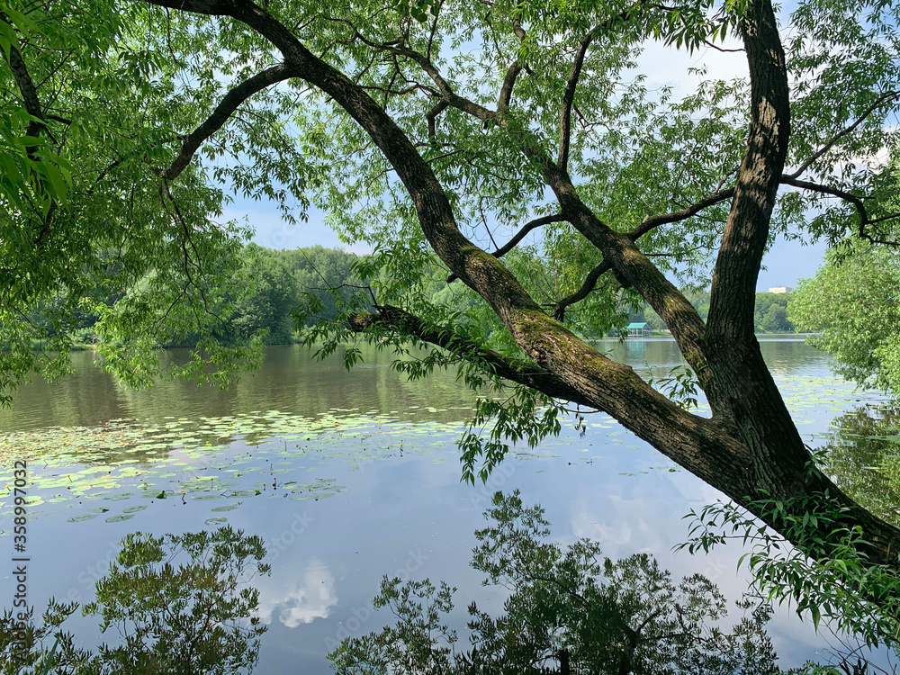 Tree bent over the water of Pekhorka river in the city of Balashikha. Moscow region Tree bent over the water of Pekhorka river in the city of Balashikha. Moscow region