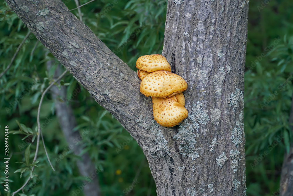 mushrooms growing on a tree.tasty healthy food mushrooms growing on a tree.tasty healthy food